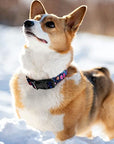 Hikiko-Martingale Dog Collar-BOM-Boutique on Main -Amazon Pups